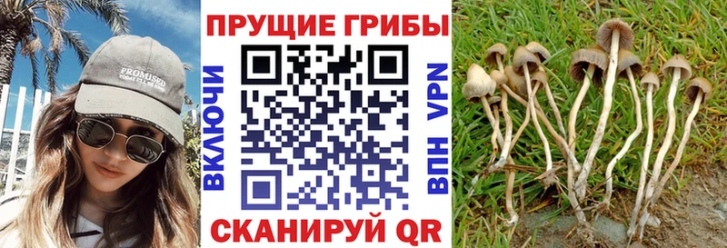 Галлюциногенные грибы Psilocybine cubensis  Тюкалинск 